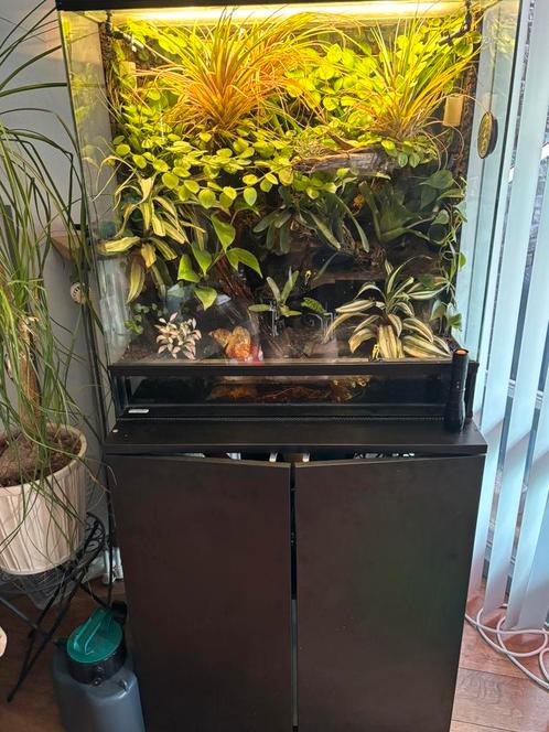 Paludarium incl kikkers en alle toebehoren, Dieren en Toebehoren, Reptielen en Amfibieën | Toebehoren, Zo goed als nieuw, Terrarium of Paludarium