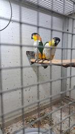Koppel caiques, Dieren en Toebehoren, Meerdere dieren, Parkiet, Geringd