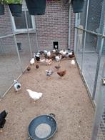Wyandotte kriel in diverse kleuren, Meerdere dieren, Kip