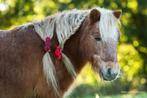 Stalling en weidegang gezocht voor Shetlander, Dieren en Toebehoren, Stalling en Weidegang, Weidegang, 1 paard of pony