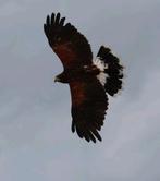 Woestijnbuizerd gezocht (wijf of compleet koppel), Dieren en Toebehoren, Vogels | Overige Vogels, Vrouwelijk, Roofvogel