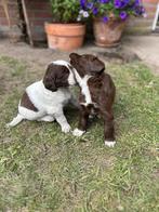 Lieve Heidewachtel x Border Collie pups zoeken warm thuis, CDV (hondenziekte), 8 tot 15 weken, Meerdere, Meerdere dieren