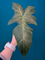 Philodendron Lime Fiddle stek zeldzaam!, Huis en Inrichting, Kamerplanten, Ophalen of Verzenden, Halfschaduw, Minder dan 100 cm