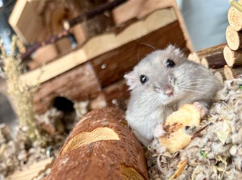 Super schattige Russische dwerghamster met prachtige kooi, Dieren en Toebehoren, Knaagdieren, Mannelijk, Hamster, Voor 1 juli 2024