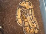 0.1 volwas spider mojave het.pied, Slang
