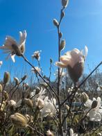 Magnolia Beverboom diverse soorten leverbaar tot 250 cm hoog, Ophalen of Verzenden, Overige soorten, Struik, 100 tot 250 cm