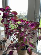 Stekje van siernetel, Ophalen of Verzenden, Halfschaduw, Knol