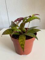 Aeschynanthus Marmoratus, hangplant. Foto #2- Moederplant, Ophalen of Verzenden, Overige soorten, Halfschaduw, Minder dan 100 cm