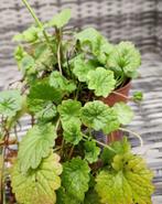 Polletje Hondsdraf - inheems, Volle zon, Vaste plant, Lente, Ophalen