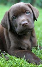 Prachtige choco labradorreu, FCI  stamboom HD/ED,ECVO getest, Dieren en Toebehoren, Honden | Retrievers, Spaniëls en Waterhonden