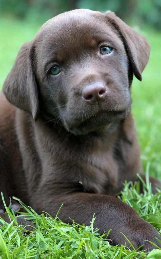 Prachtige choco labradorreu, FCI  stamboom HD/ED,ECVO getest, Dieren en Toebehoren, Honden | Retrievers, Spaniëls en Waterhonden