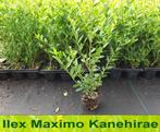 Ilex maximowicziana Kanehirae, Vaste plant, Bloeit niet, Halfschaduw, Ophalen
