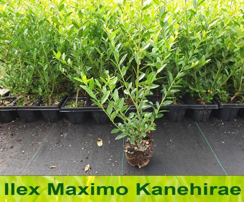 Ilex maximowicziana Kanehirae, Tuin en Terras, Planten | Tuinplanten, Vaste plant, Overige soorten, Halfschaduw, Bloeit niet, Ophalen
