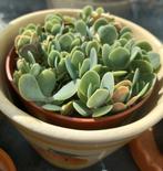 Kalanchoe Rotundifolia stekjes in pot, Huis en Inrichting, Ophalen of Verzenden, Overige soorten, In pot, Minder dan 100 cm