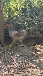 Barnevelder blauw dubbelgezoomd. Grote soort., Dieren en Toebehoren, Pluimvee, Meerdere dieren, Kip