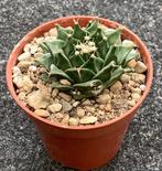 Cactus, Obregonia, Ophalen of Verzenden, Cactus, Volle zon, Minder dan 100 cm