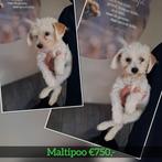 1 reutje MALTIPOO 🩵Wit/Klein/Lief, Dieren en Toebehoren, Honden | Chihuahua's en Gezelschapshonden, Rabiës (hondsdolheid), 15 weken tot 1 jaar