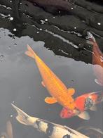 Koi kin matsuba, Dieren en Toebehoren, Vissen | Vijvervissen, Karper of Koi