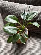 Philodendron Green Princes - Zonder Pot - 23cm, Overige soorten, Minder dan 100 cm, Groene kamerplant, Halfschaduw
