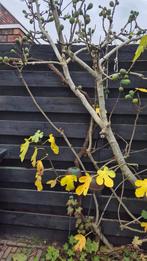 Druivenstruik, Ophalen of Verzenden