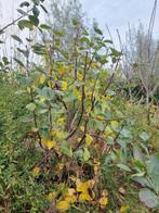 Appelboompje, Overige soorten, Lente, 100 tot 250 cm, Ophalen