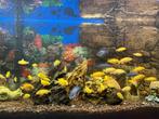 Cichlide, Dieren en Toebehoren, Vissen | Aquariumvissen, Vis