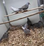 Diamantduifjes koppel en man, Dieren en Toebehoren, Vogels | Overige Vogels, Meerdere dieren, Tropenvogel