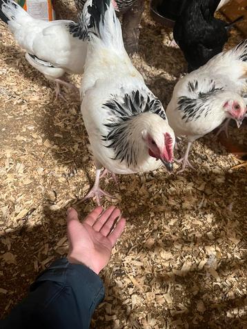 Diverse mooie kippen, oa barnevelder, sussex beschikbaar voor biedingen