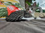 Hele lieve kittens mogen direct naar nieuw huisje, Dieren en Toebehoren, Katten en Kittens | Overige Katten, Poes