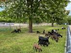 Dwerggeitjes en bokjes, Dieren en Toebehoren, Meerdere dieren, Geit, 0 tot 2 jaar