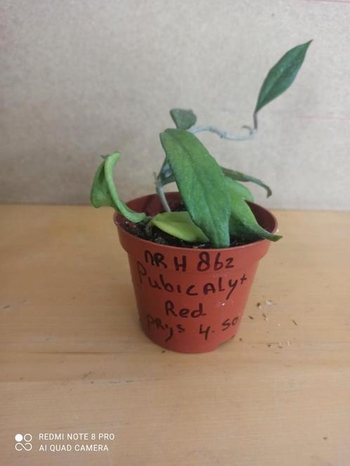 hoya pubicalyx red potmaat 8.5 nummer H862, Huis en Inrichting, Kamerplanten, Overige soorten, Minder dan 100 cm, Ophalen of Verzenden