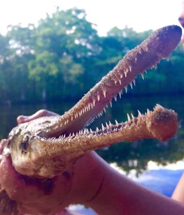 Alligator snoek (vijvervis) roofvis baars meerval beensnoek beschikbaar voor biedingen