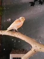 Kanarie man, Dieren en Toebehoren, Vogels | Kanaries, Mannelijk, Kleurkanarie