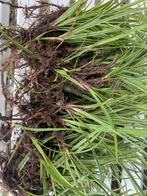 Carex morowii variegata groenblijvend siergras gratis/ruilen, Tuin en Terras, Ophalen of Verzenden, Siergrassen, Halfschaduw