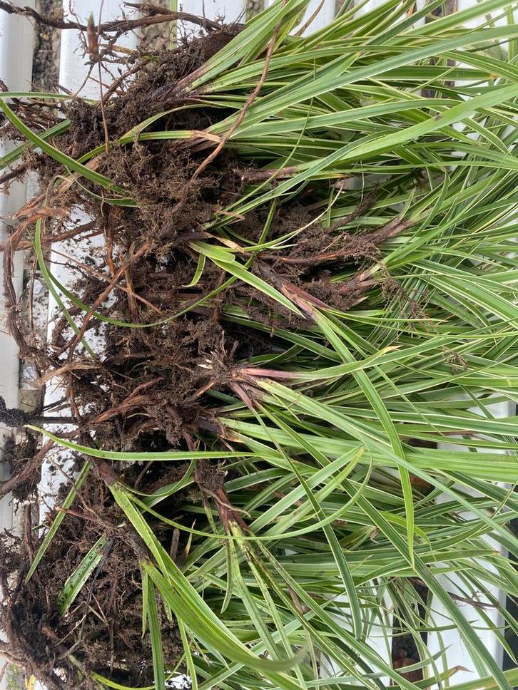 Carex morowii variegata groenblijvend siergras gratis/ruilen, Tuin en Terras, Planten | Tuinplanten, Siergrassen, Halfschaduw