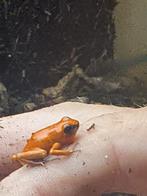 Oophaga pumilio bri bri 0.0.2 te koop