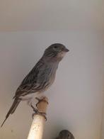 Zwart rood mozaïek, Meerdere dieren, Kleurkanarie