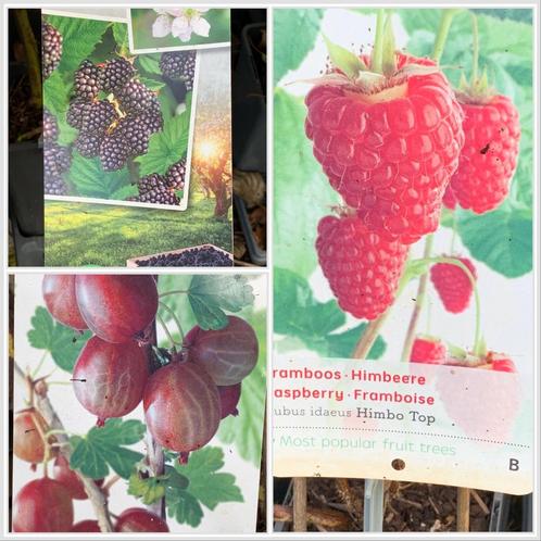 Voedselbos pakket Klein 80 euro 14 x kleinfruit struiken, Tuin en Terras, Planten | Fruitbomen, Overige soorten, Minder dan 100 cm