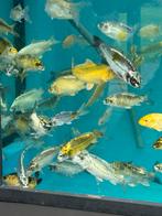 Koi’s, Dieren en Toebehoren, Vissen | Vijvervissen, Karper of Koi