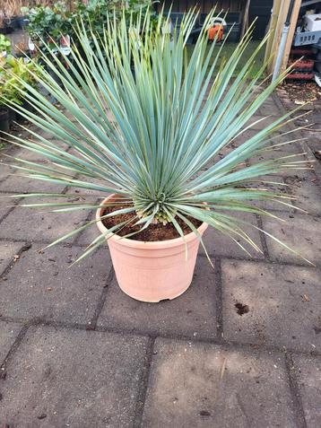 Yucca rostrata nu voor maar €39.99  beschikbaar voor biedingen