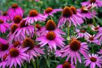 Zonnehoed - Echinacea (purpurea), Tuin en Terras, Planten | Tuinplanten, Ophalen of Verzenden, Vaste plant, Overige soorten, Volle zon