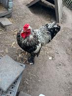 Brahma haan, Dieren en Toebehoren, Pluimvee, Mannelijk, Kip