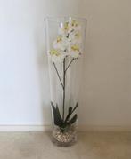 Witte orchidee opgemaakt in een cilindervaas, Glas, Zo goed als nieuw, 50 tot 75 cm, Ophalen