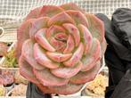 Echeveria Pink Apparition/pot 7cm/vetplant/succulent, Ophalen of Verzenden, Halfschaduw, Minder dan 100 cm