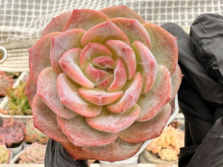Echeveria Pink Apparition/pot 7cm/vetplant/succulent, Huis en Inrichting, Kamerplanten, Minder dan 100 cm, Halfschaduw, Ophalen of Verzenden