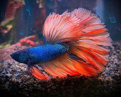 Betta Halfmoon Mustard Gas, Dieren en Toebehoren, Vissen | Aquariumvissen, Vis