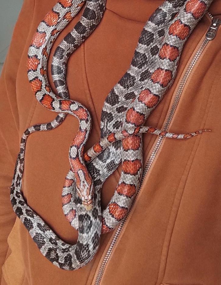 Pantherophis guttatus corn snake rattenslang