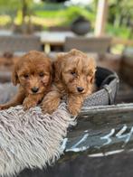 Labradoodle, Nederland, Overige rassen, CDV (hondenziekte), 8 tot 15 weken