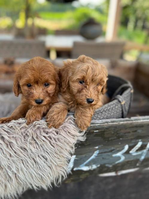 Labradoodle, Dieren en Toebehoren, Honden | Retrievers, Spaniëls en Waterhonden, Overige rassen, Fokker | Professioneel, Meerdere