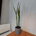 Sanseveria (vrouwentong) met pot, Huis en Inrichting, Kamerplanten, Ophalen, Halfschaduw, Minder dan 100 cm